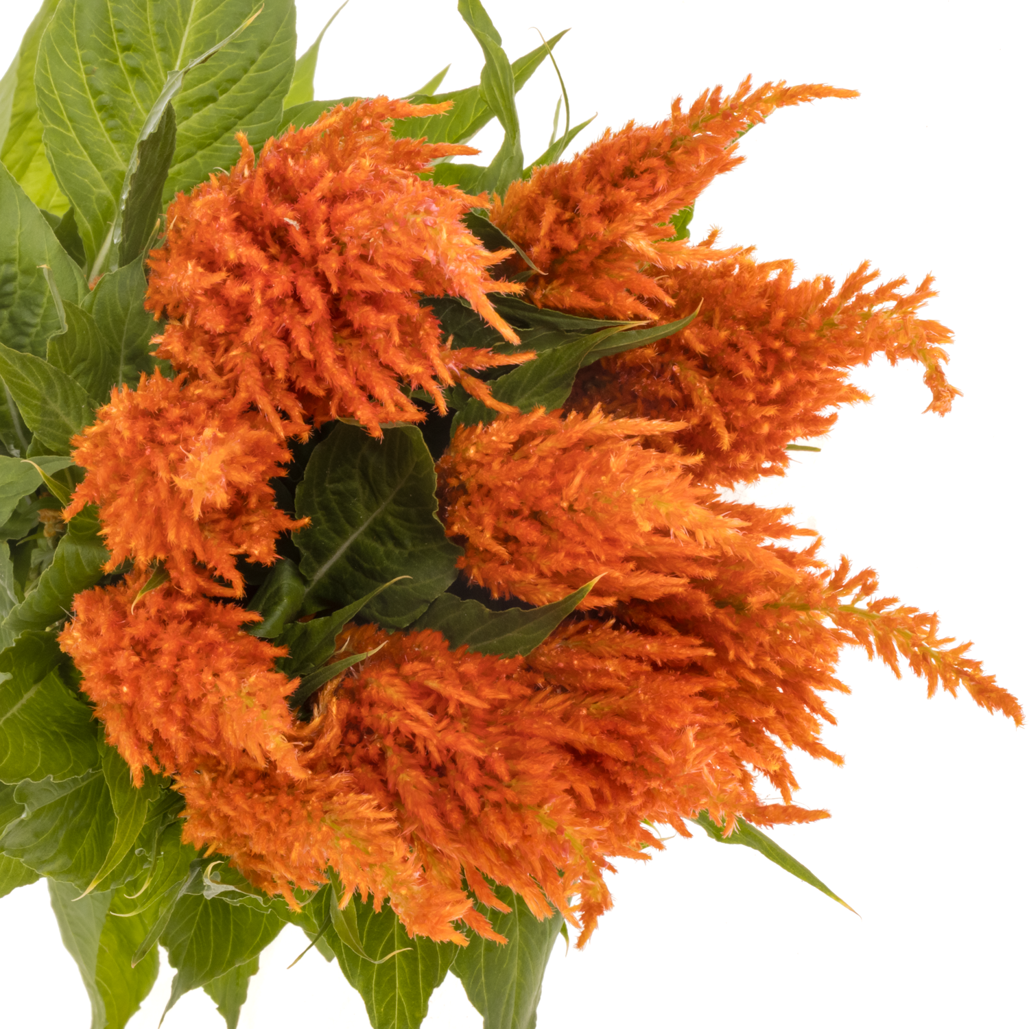 Celosia orange apricot brandy 65cm