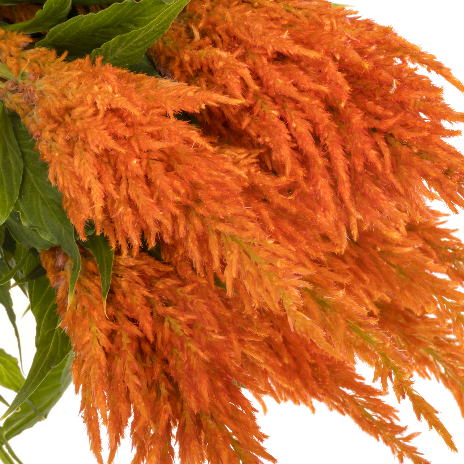 Celosia orange apricot brandy 65cm