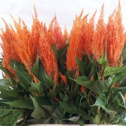 Celosia orange apricot brandy 70cm