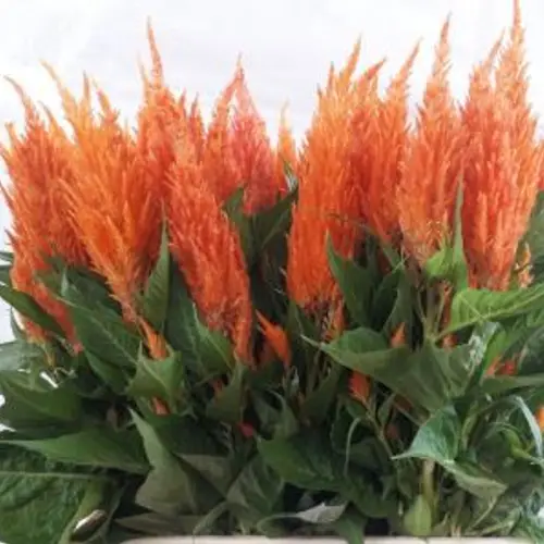 Celosia orange apricot brandy 70cm