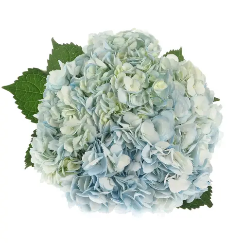 Hortensie blau Hell (CO) Bol 16cm 60cm