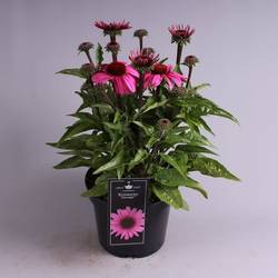 Echinacea Courag T19 H55