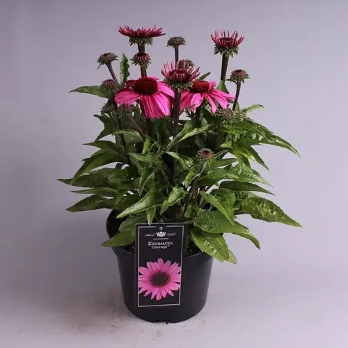 Echinacea Courag T19 H55