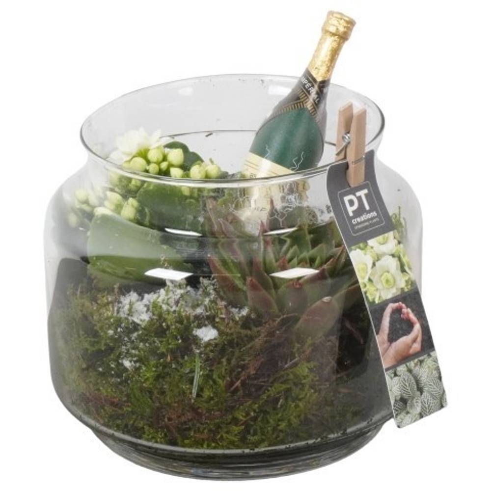 Kal.Arr PTON7949 Silvester T16 H018