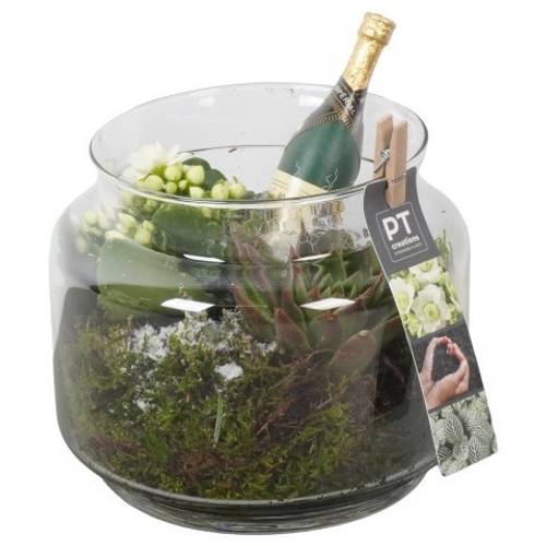 Kal.Arr PTON7949 Silvester T16 H018