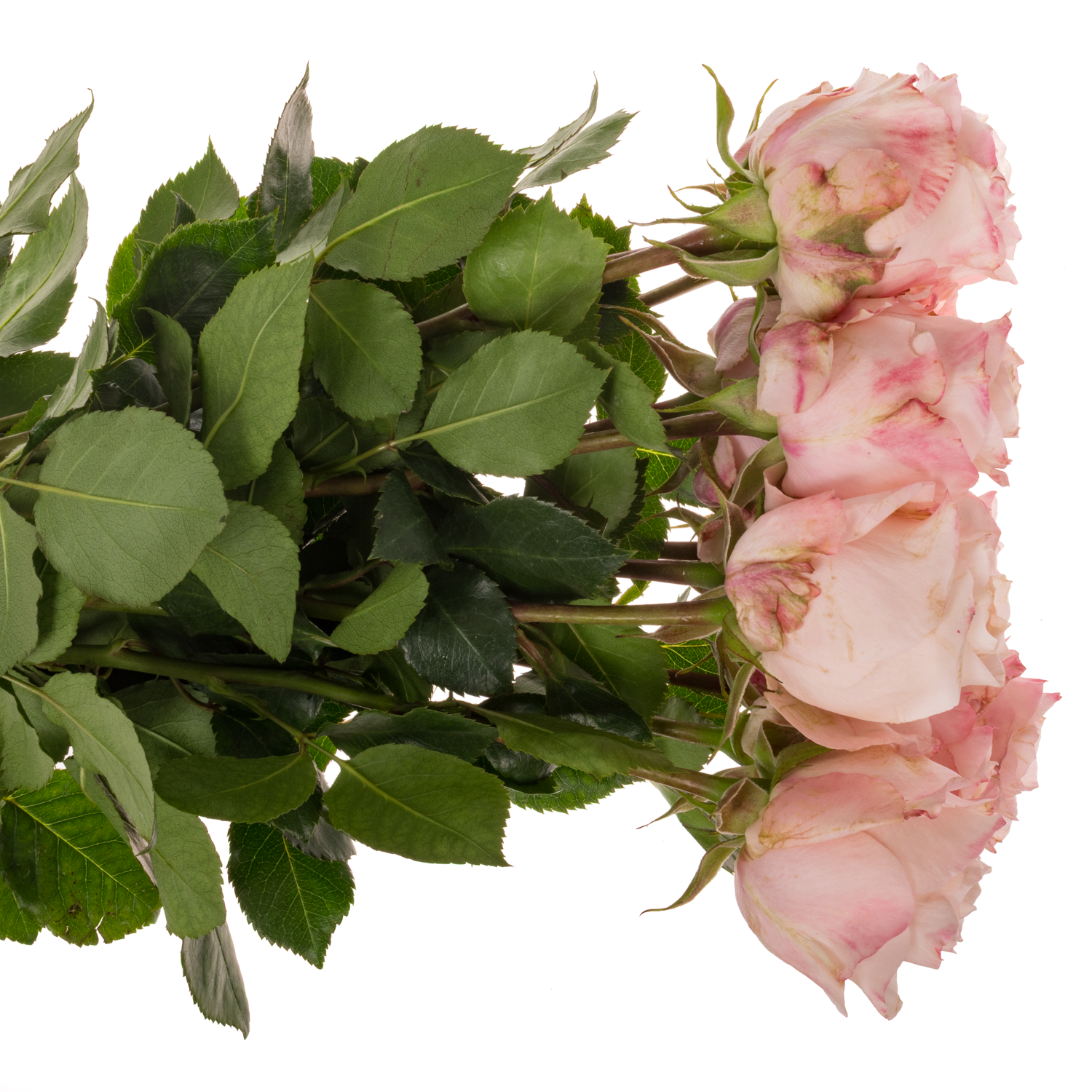 Rose hell rosa Mayra's Bridal 50cm