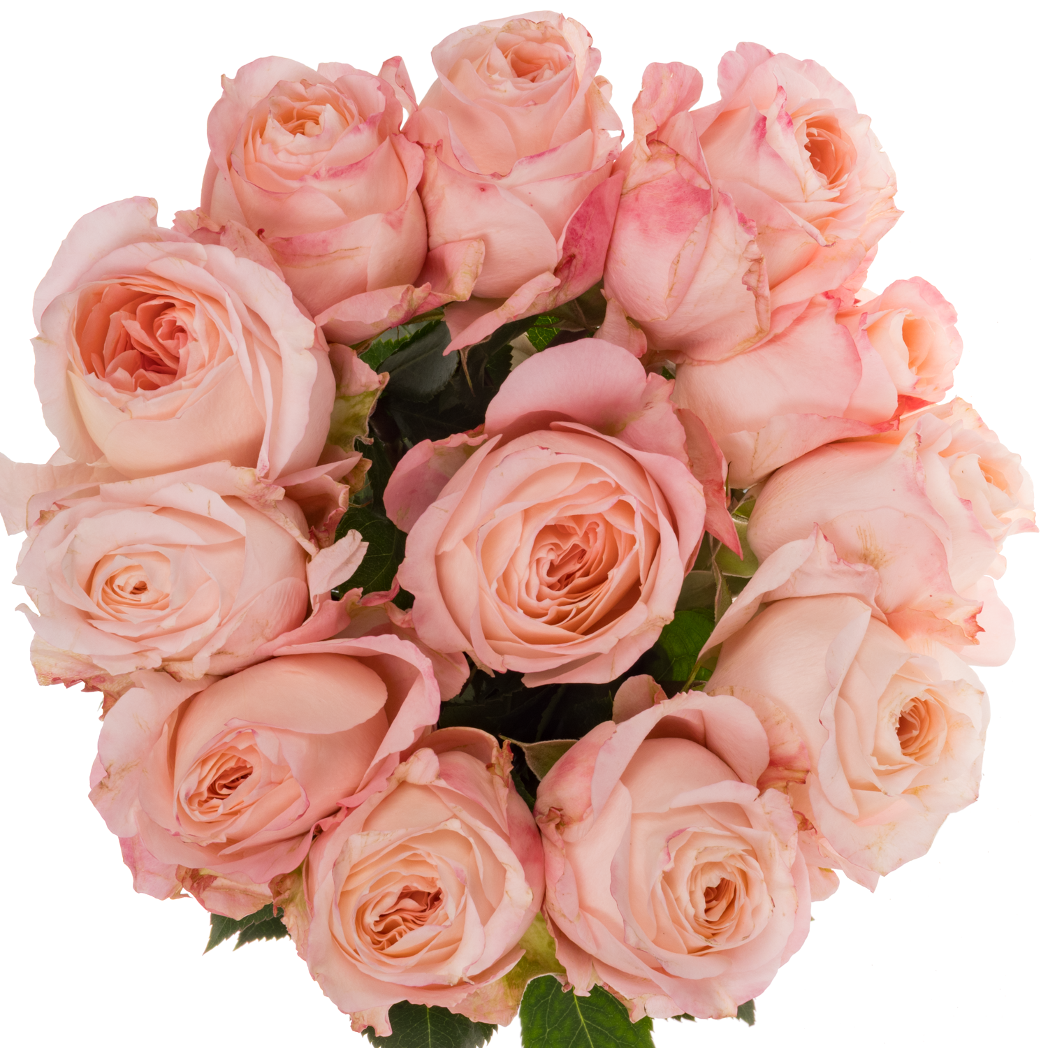 Rose hell rosa Mayra's Bridal 50cm