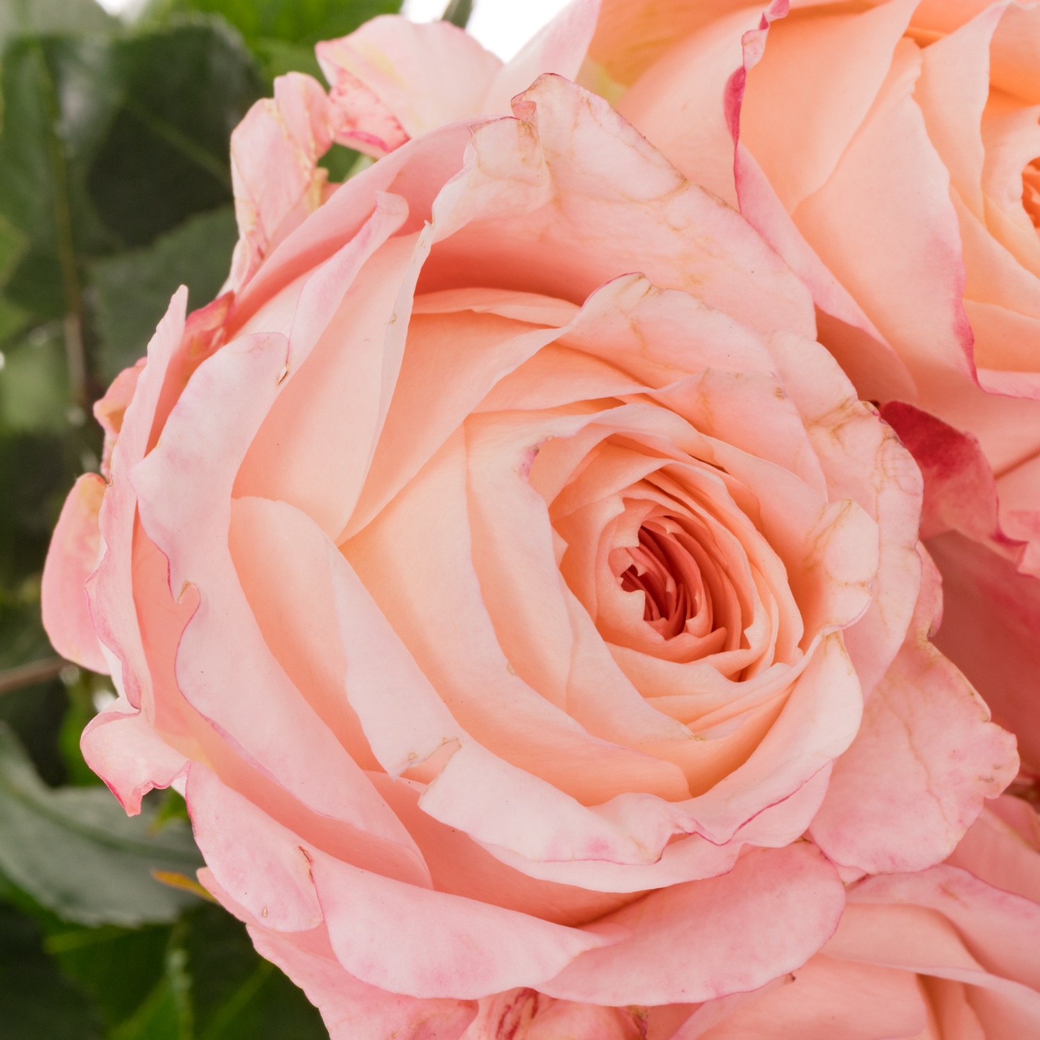 Rose hell rosa Mayra's Bridal 50cm