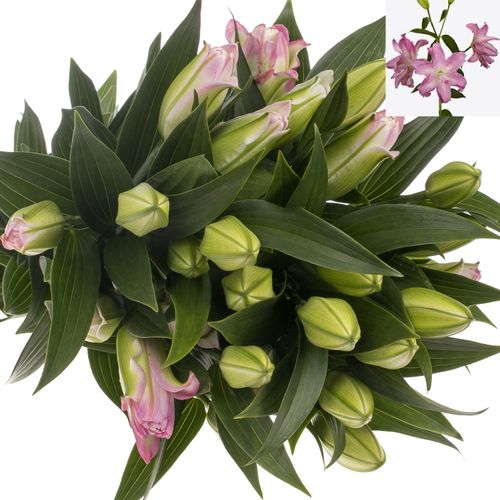 Lilie orientalisch rosa gefüllt Lotus 4+Blüte 80cm