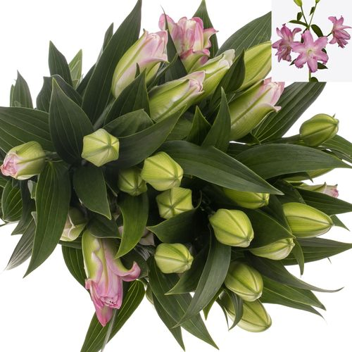 Lilie orientalisch rosa gefüllt Lotus 4+Blüte 80cm