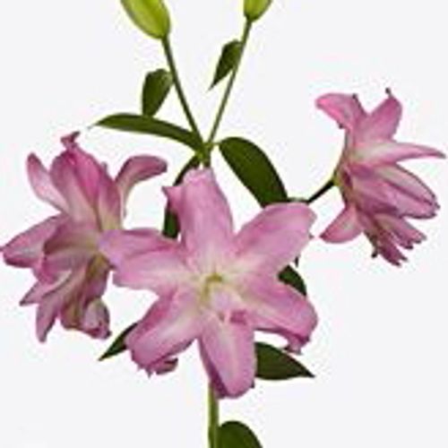 Lilie orientalisch rosa gefüllt Lotus 4+Blüte 80cm