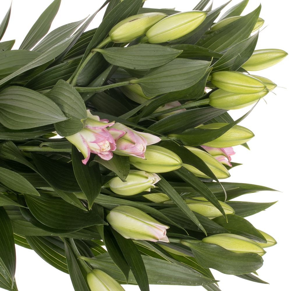 Lilie orientalisch rosa gefüllt Lotus 4+Blüte 80cm