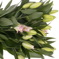 Lilie orientalisch rosa gefüllt Lotus 4+Blüte 80cm