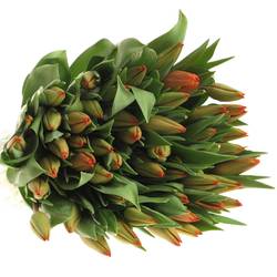 Tulpe bundware orange Charade 24 Gramm