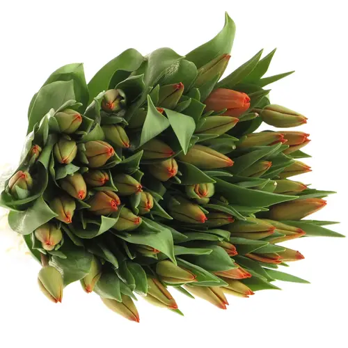 Tulpe bundware orange Charade 24 Gramm