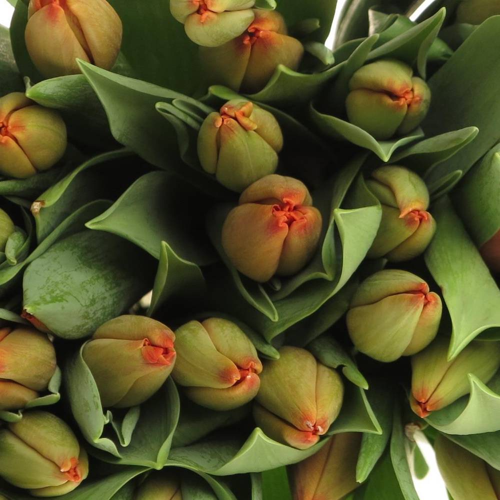 Tulpe bundware orange Charade 24 Gramm