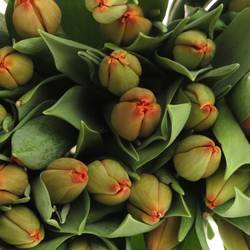 Tulpe bundware orange Charade 24 Gramm