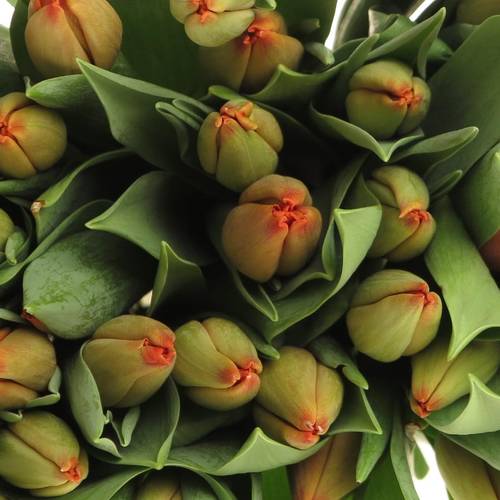 Tulpe bundware orange Charade 24 Gramm