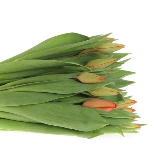 Tulpe bundware orange Charade 24 Gramm