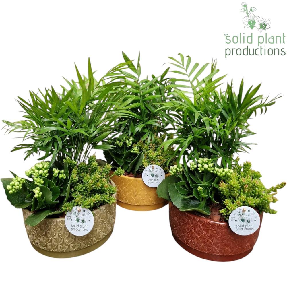 Chamaed.Arr mix JT008 Sarah T19 H035