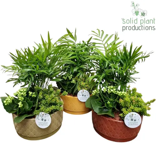 Chamaed.Arr mix JT008 Sarah T19 H035