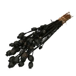 Trocken Papaver schwarz L60cm
