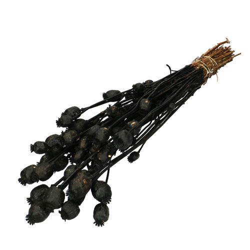Trocken Papaver schwarz L60cm