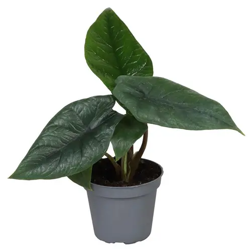 Alocasia Gageana T06 H010