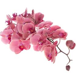 Phalaenopsis Coral Sunset 25 Blüte 3 Stiele