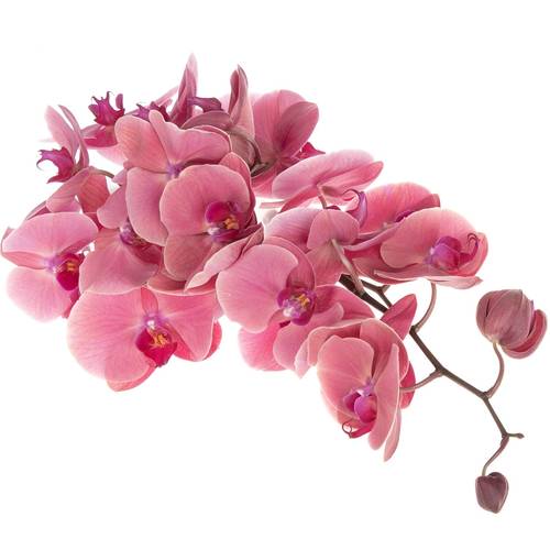 Phalaenopsis Coral Sunset 25 Blüte 3 Stiele
