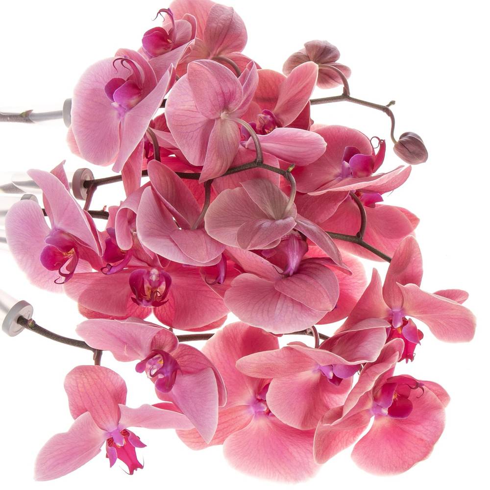 Phalaenopsis Coral Sunset 25 Blüte 3 Stiele