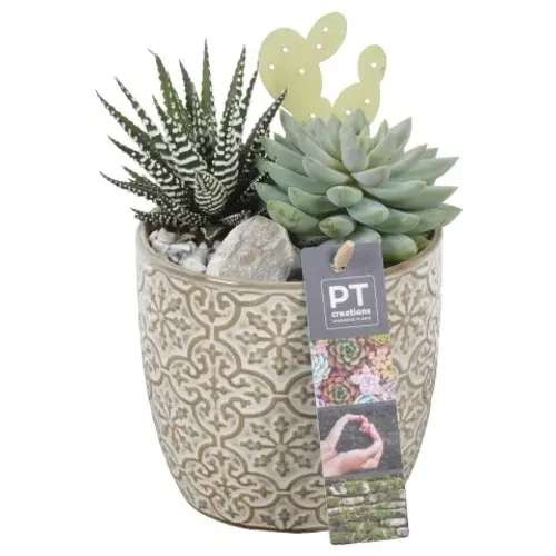 Succ.Arr PTSU8470 T12 H019