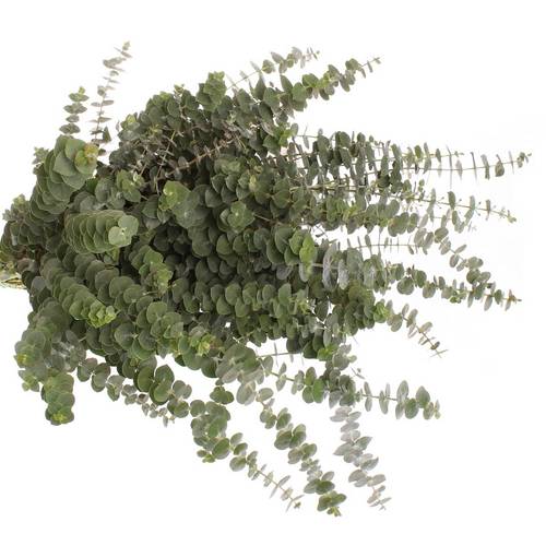 Populus grün Baby Blue 150 Gramm 45cm