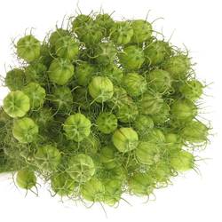 Nigella hell grün Bol 50cm