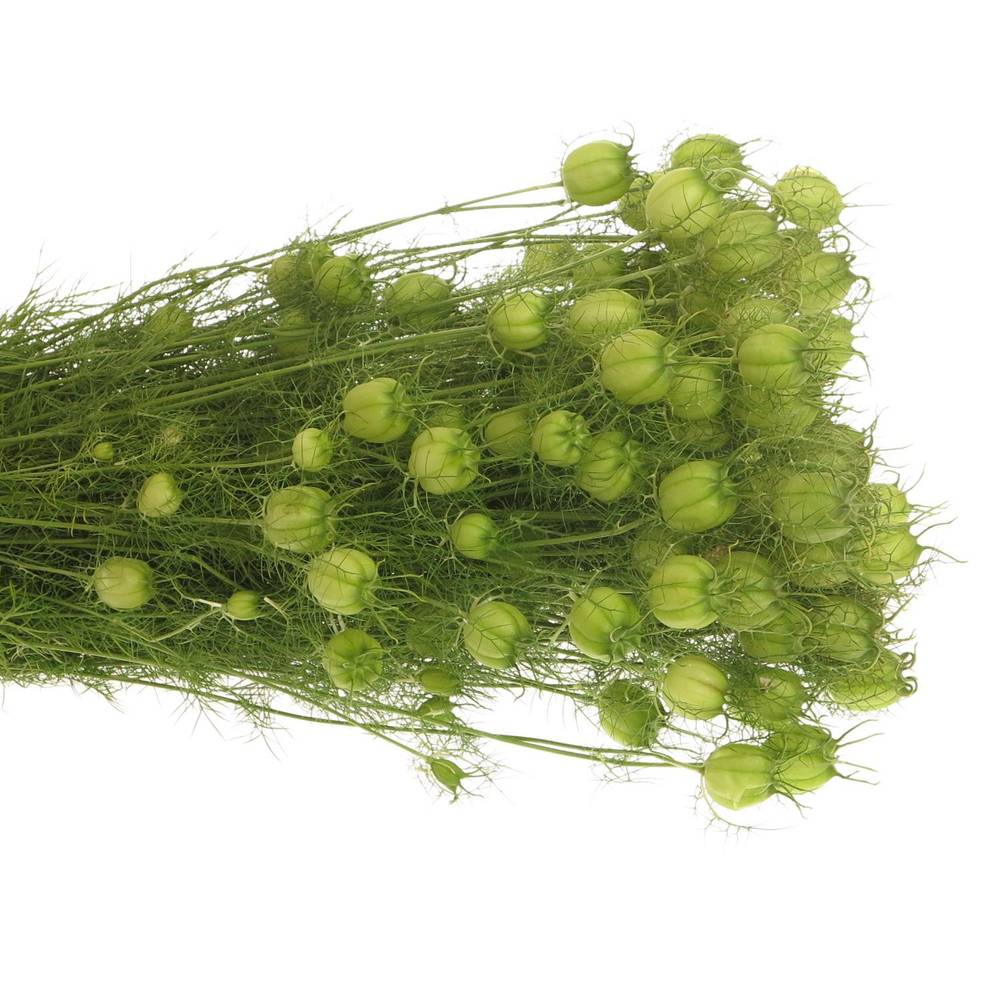 Nigella hell grün Bol 50cm
