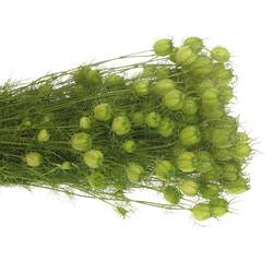 Nigella hell grün Bol 50cm