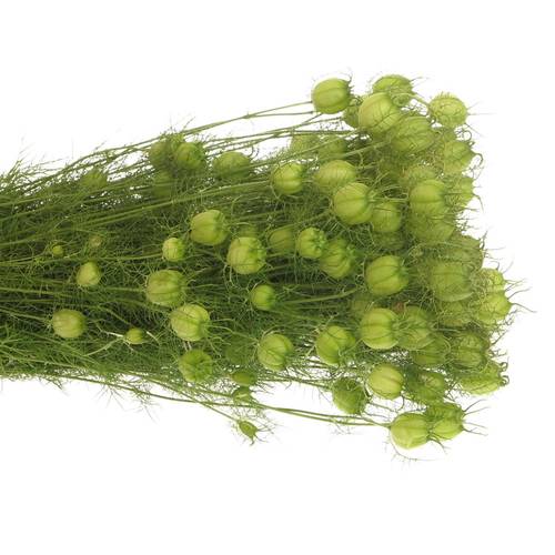 Nigella hell grün Bol 50cm