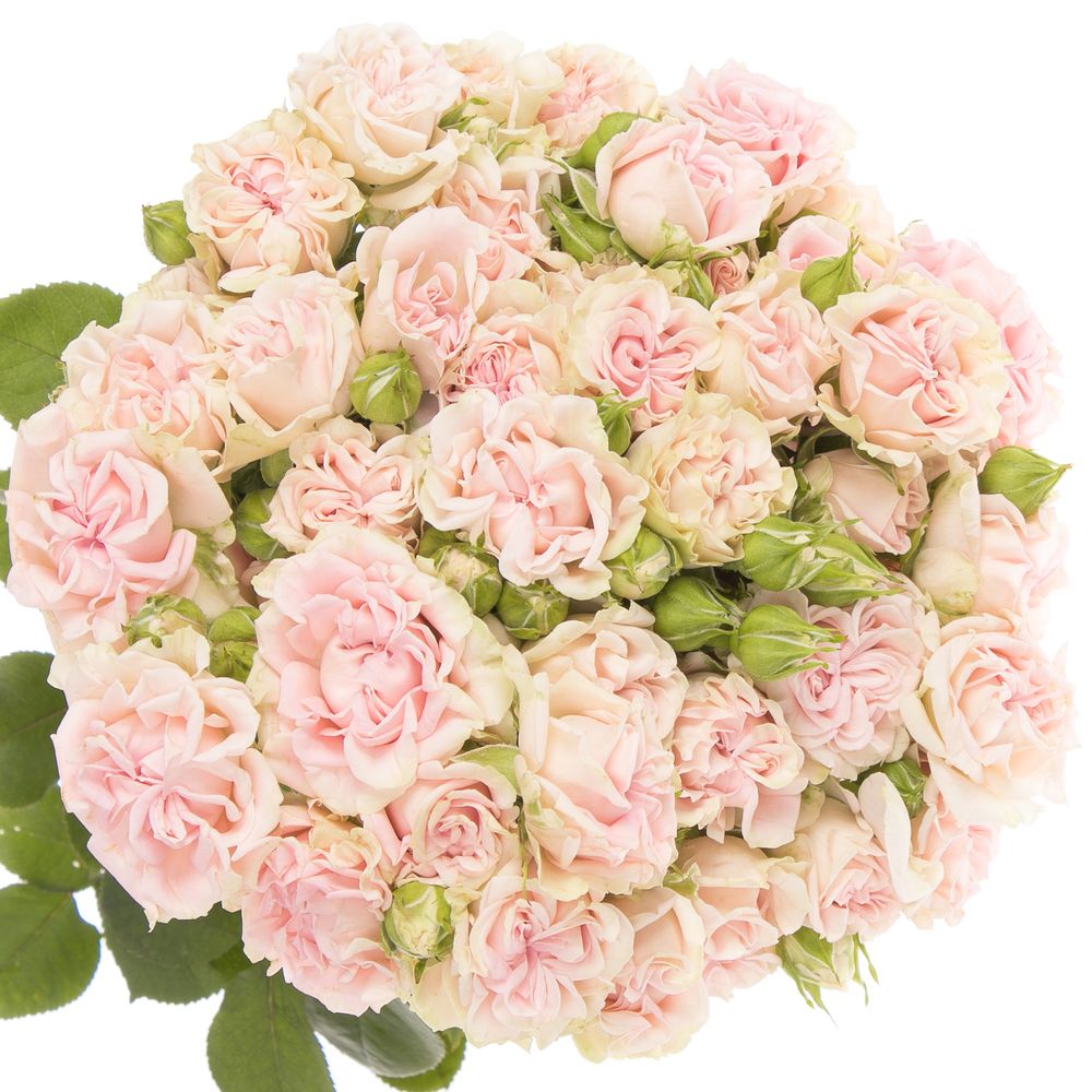 Rose verzweigt hell rosa Sweet Flow NL 7+Blüte 70cm