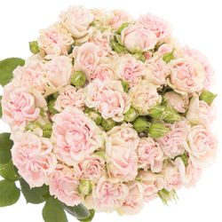 Rose verzweigt hell rosa Sweet Flow NL 7+Blüte 70cm