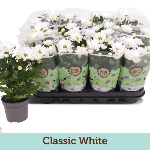 Chrysantheme weiss T09 H022