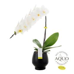 Phal.1-R weiss Form. Abruzzo Kerami T12 H60