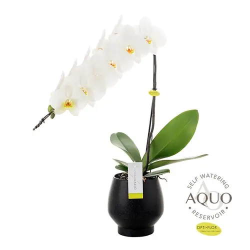 Phal.1-R weiss Form. Abruzzo Kerami T12 H60