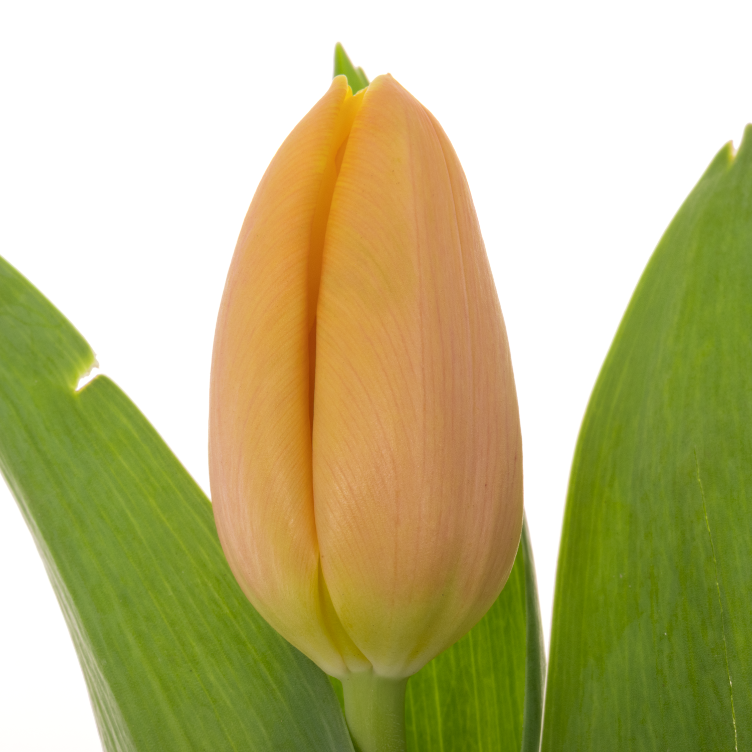 Tulpe apricot/creme Mango charm  Coas Tulip 38 Gramm