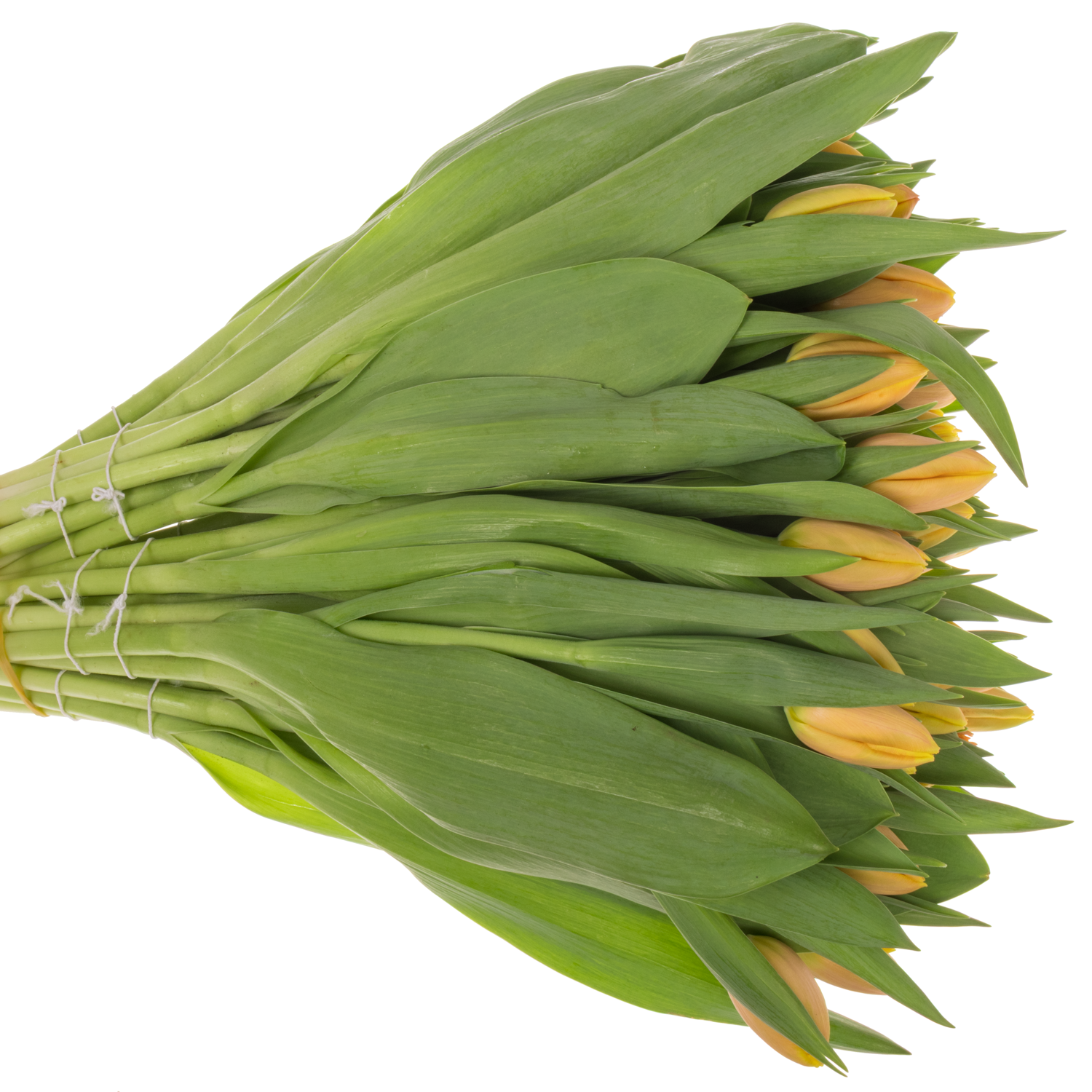 Tulpe apricot/creme Mango charm  Coas Tulip 38 Gramm