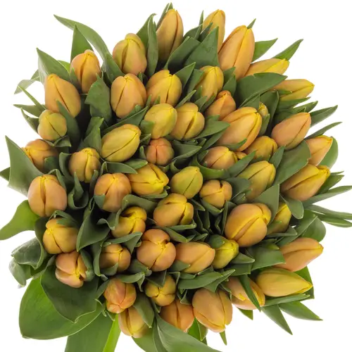 Tulpe apricot/creme Mango charm  Coas Tulip 38 Gramm