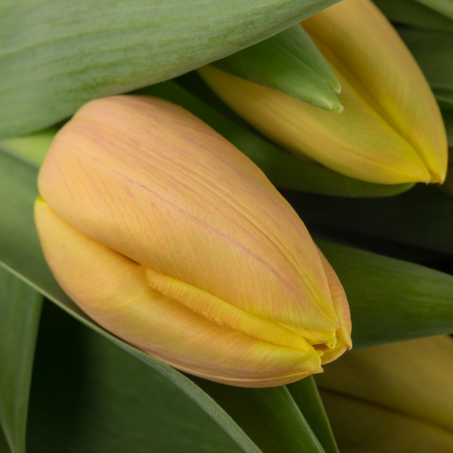 Tulpe apricot/creme Mango charm  Coas Tulip 38 Gramm