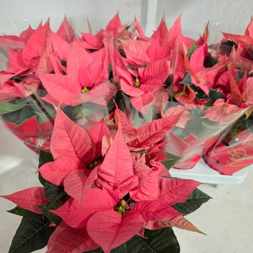 Poinsettia Pink verzw. T11 H028