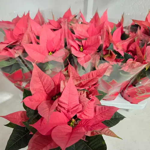 Poinsettia Pink verzw. T11 H028