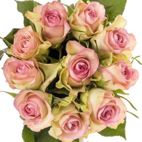 Rose creme/rosa Lovely Jewel 40cm Valentinstag