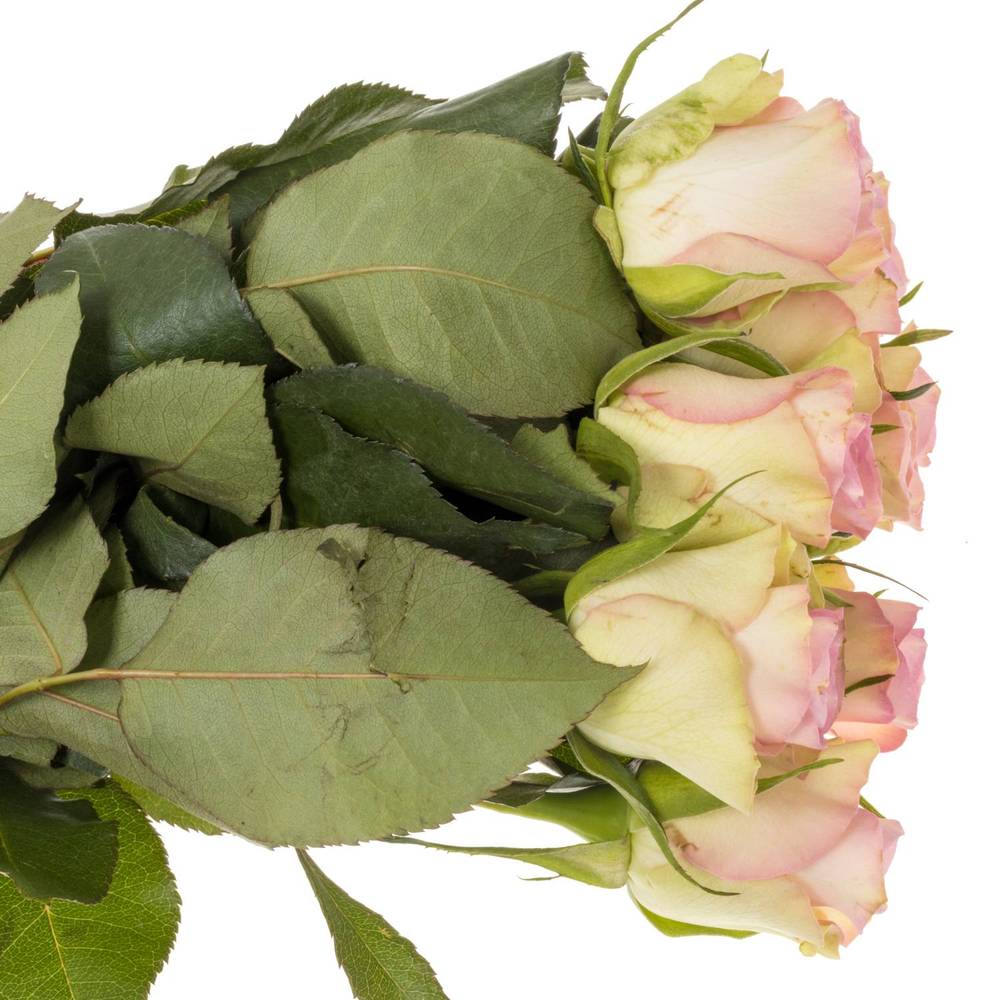 Rose creme/rosa Lovely Jewel 40cm Valentinstag